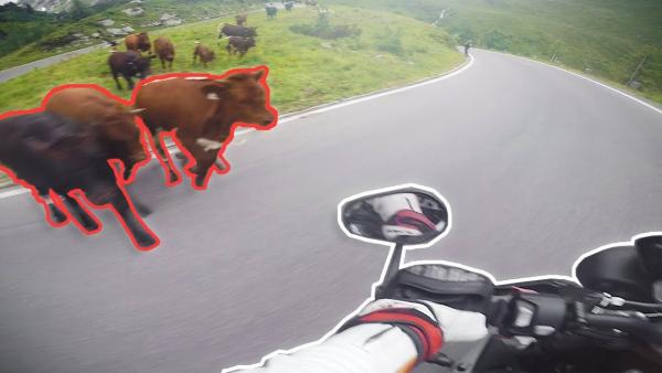 Biker won't get compensation from cow-caused crash